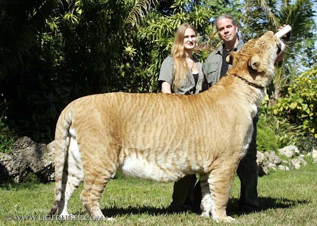Liger, o maior felino do mundo