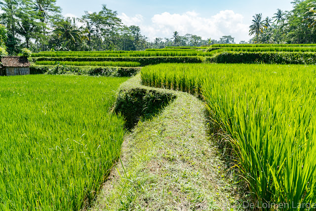 Ceking - Tegallalang - Ubud - Bali