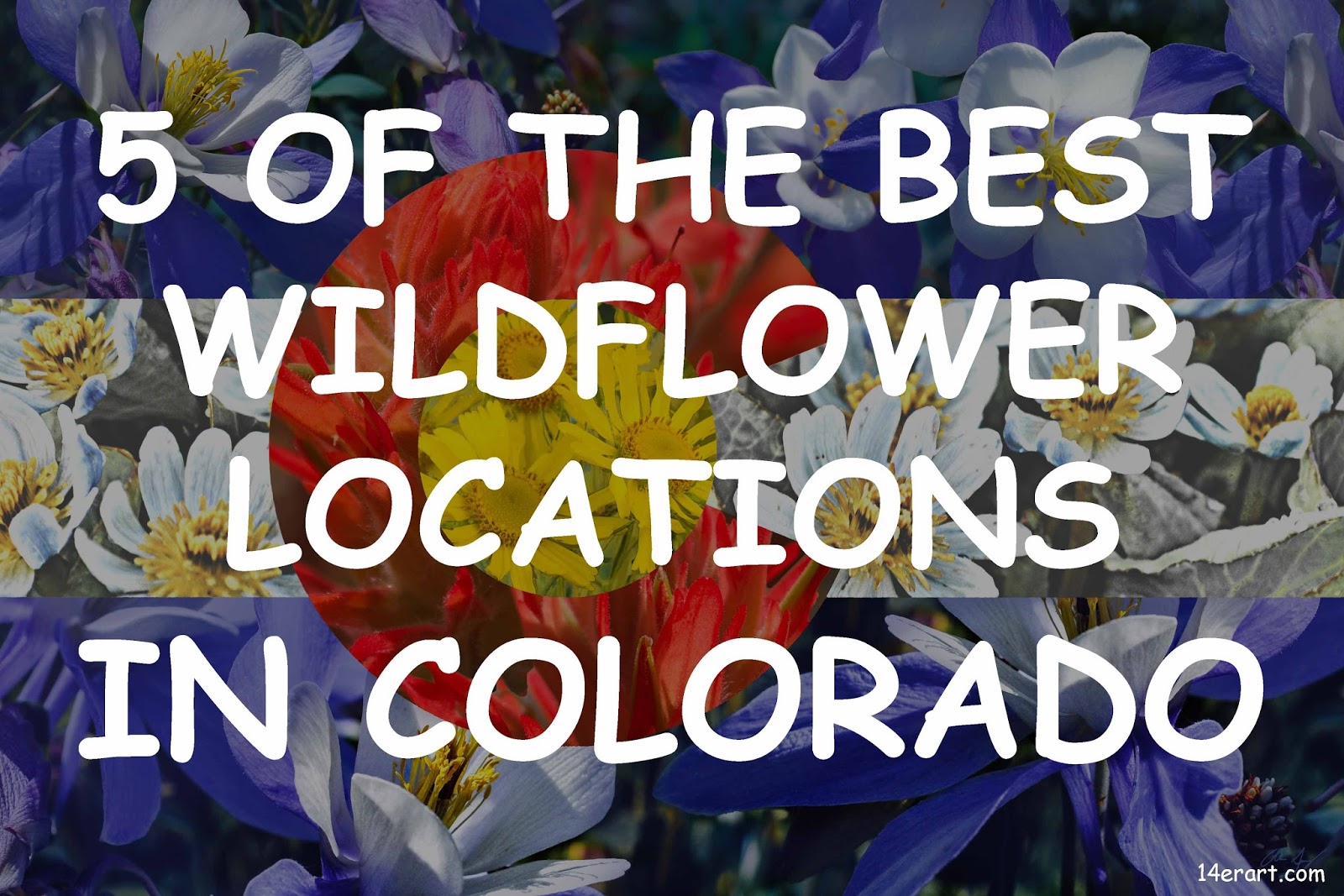 14er Art : 5 Great Wildflower Locations in Colorado