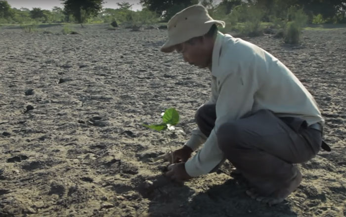 40 Years Ago A 16-Year-Old Began Planting A Tree Every Day On A Remote Island, And Today It’s Unrecognizable