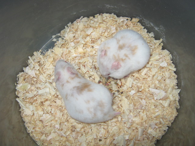 JUAL HAMSTER | Your Blog Description
