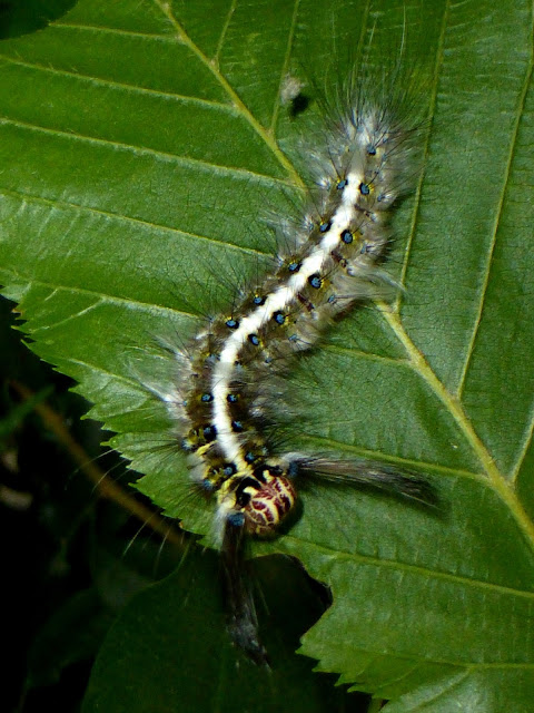 Trabala pallida caterpillar Trabala pallida caterpillar