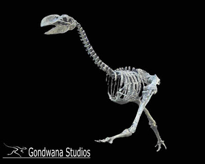 Dromornis skeleton