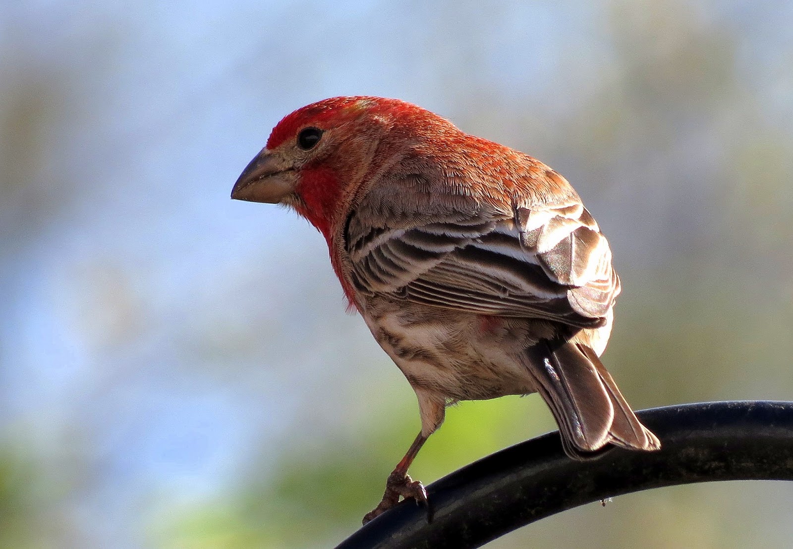 House Finch - Travels With Birds