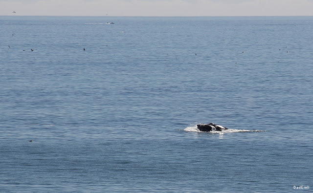 Baleine sautant dans l'Océan Pacifique à Half-Moon-Bay