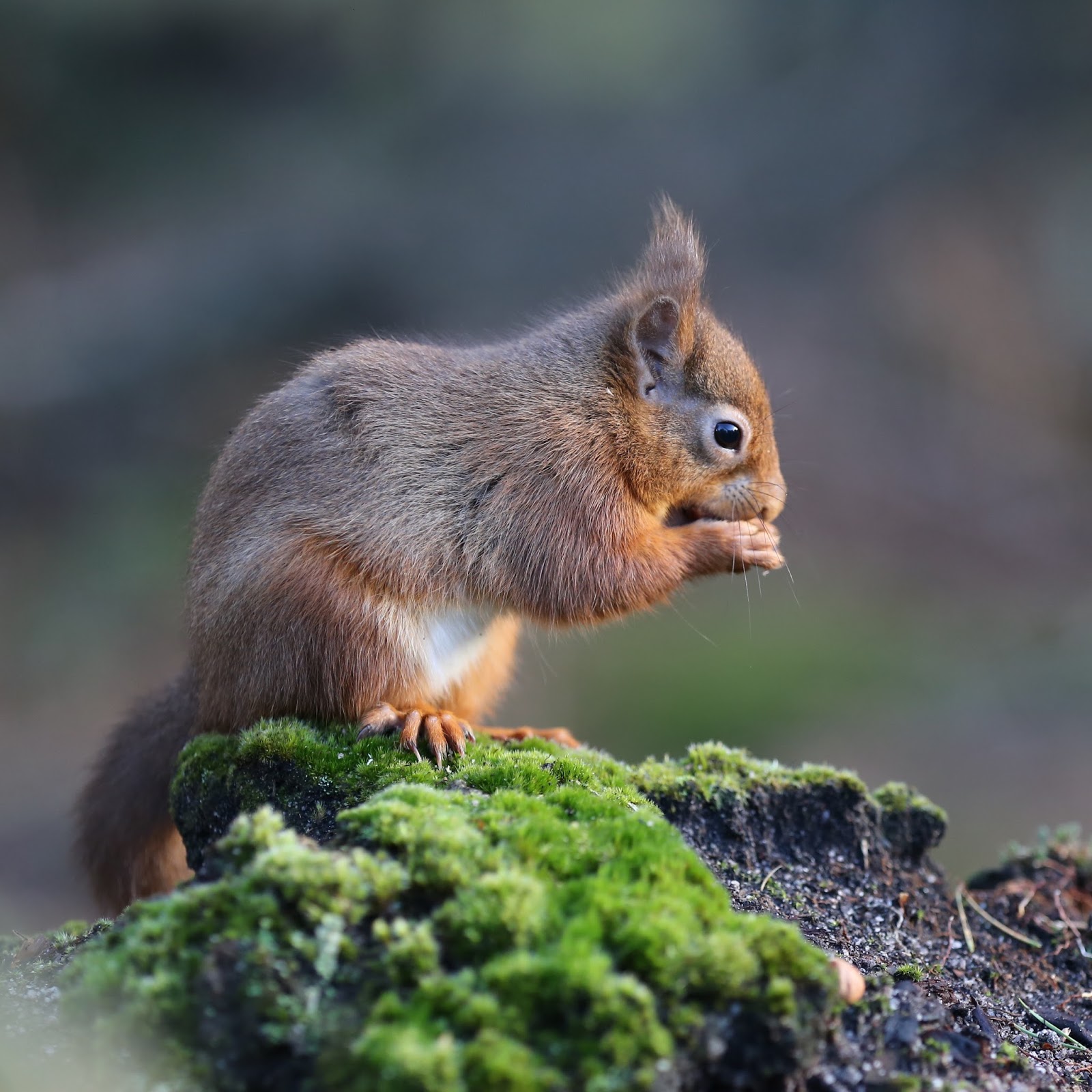TrogTrogBlog: Bright-eyed and bushy-tailed