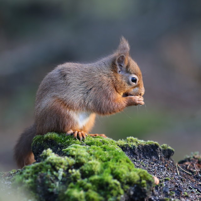 TrogTrogBlog Brighteyed and bushytailed