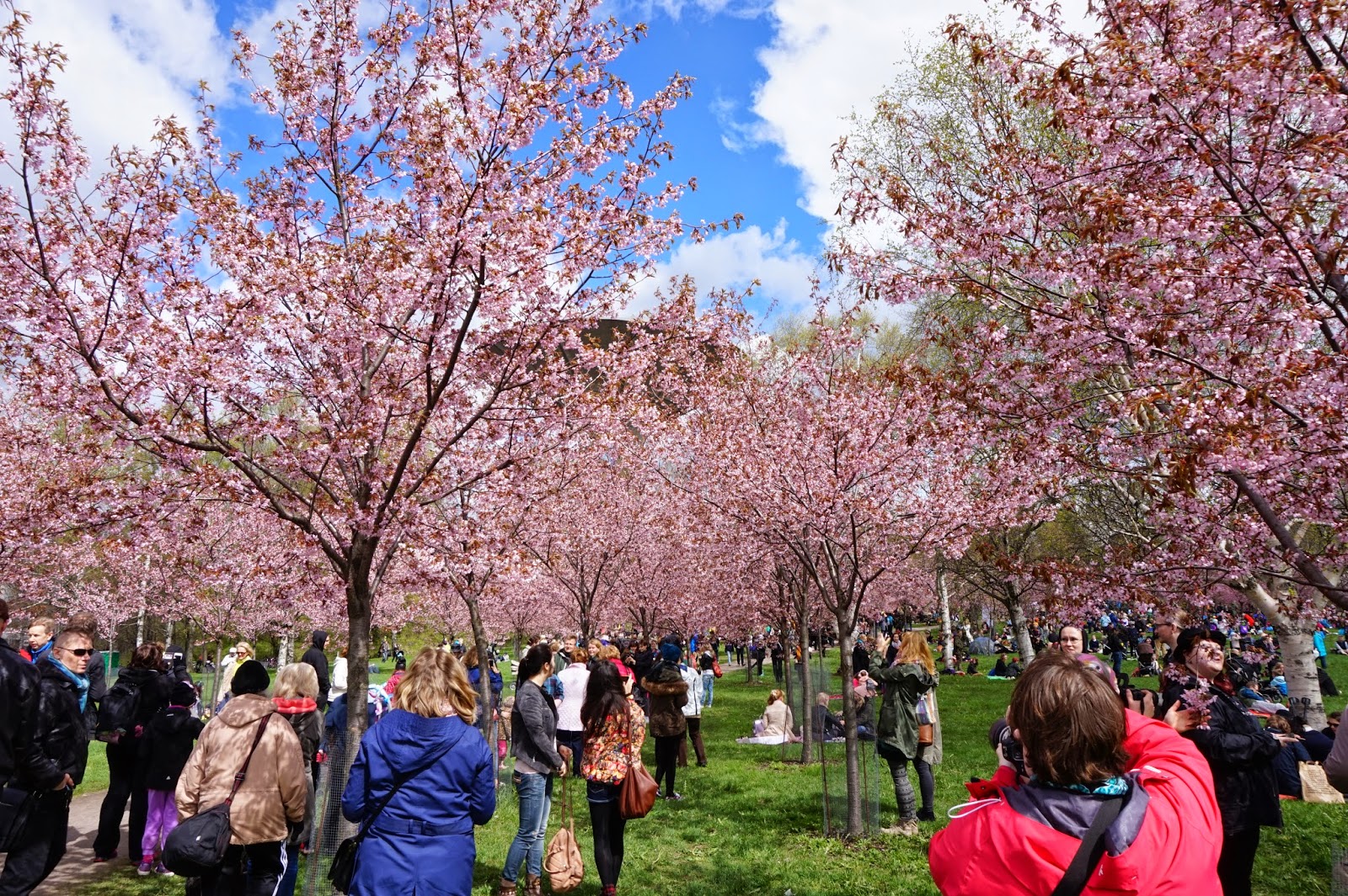 фестиваль цветения сакуры «ханами». фестиваль сакуры. ханами в японии праздник цветения сакуры. фестиваль цветения и любования сакурой – япония. праздник цветения сакуры в японии.