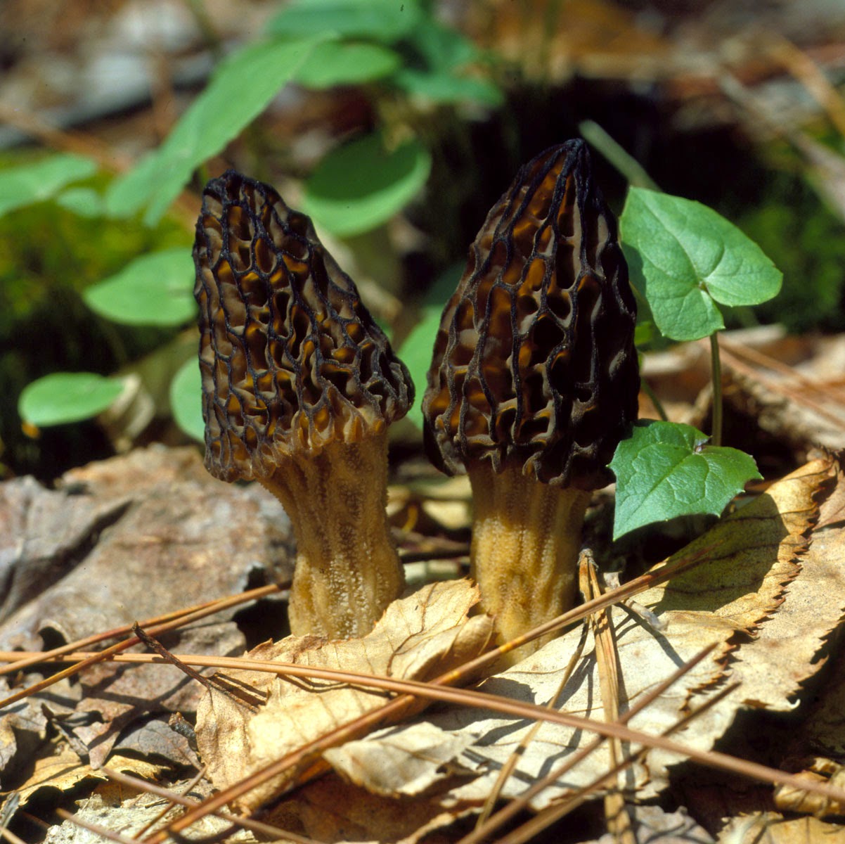 Pass The Chaga The Magic of Michigan's Morels