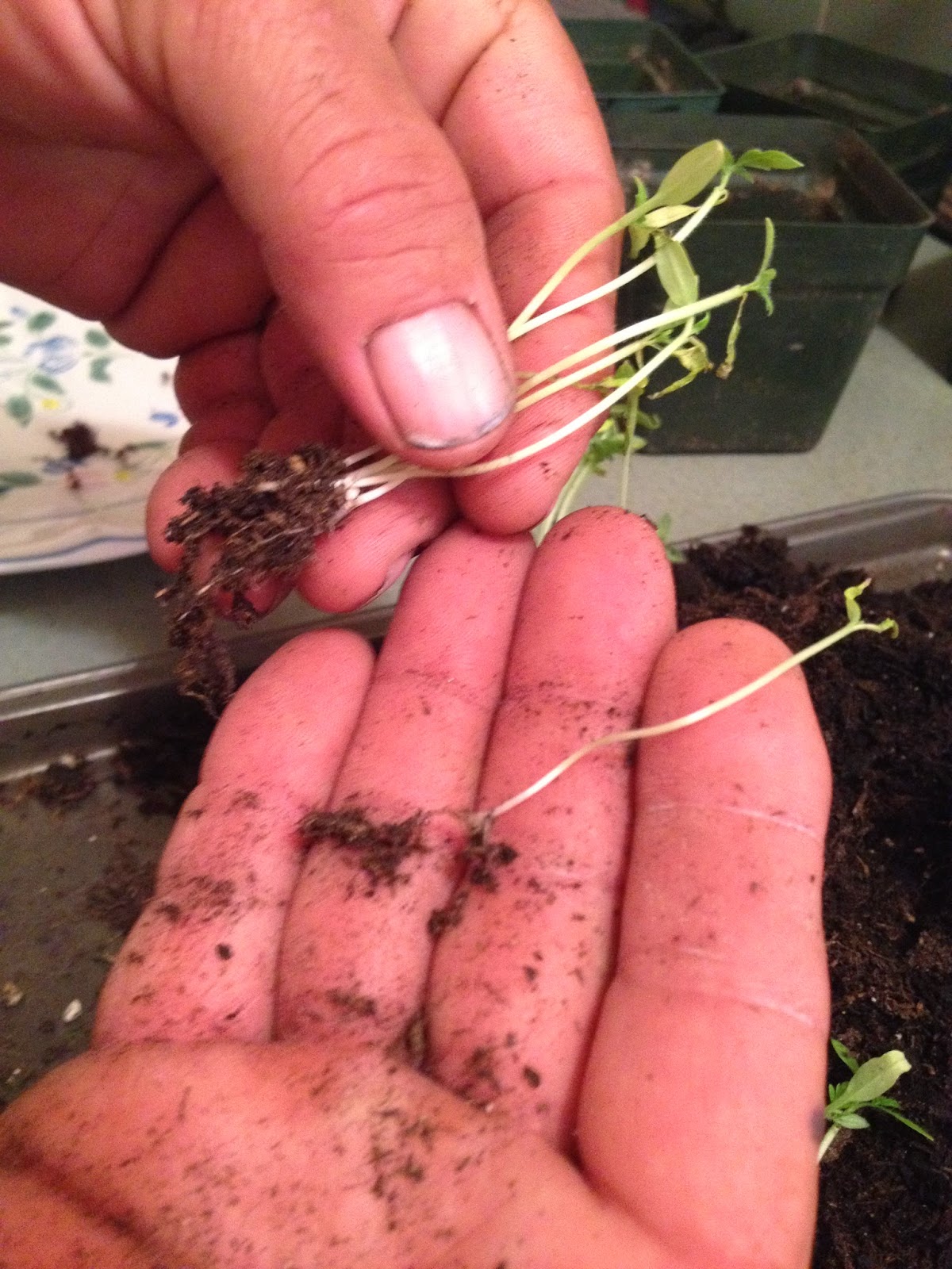 A Prepper Quick Tip Planting and Thinning Seedlings