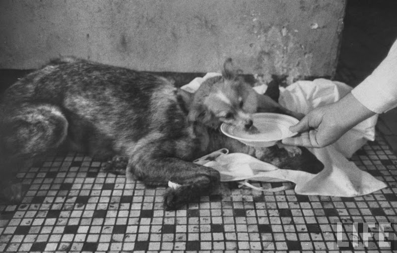 TwoHeaded Dog Demikhov Experiment OHWYEH