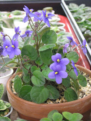 violet african saintpaulia grotei plants species violets plant indoor clone wild tree leaf silvert mini featured russian trailer flowers bonsai