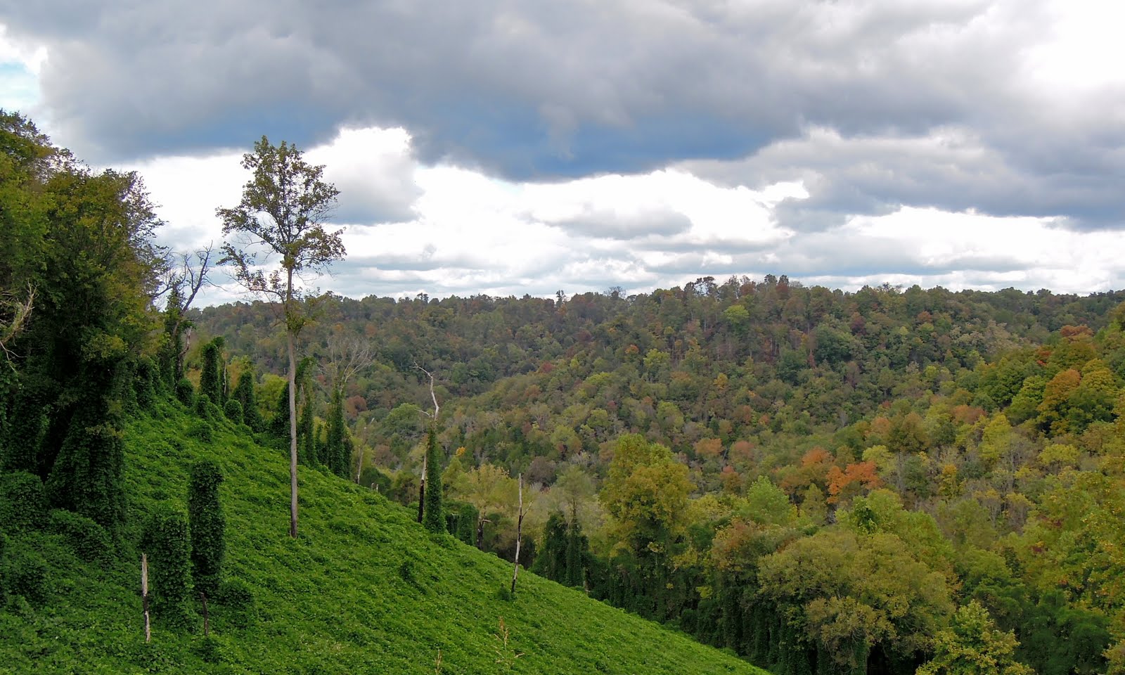 유 Elmwood, Tennessee