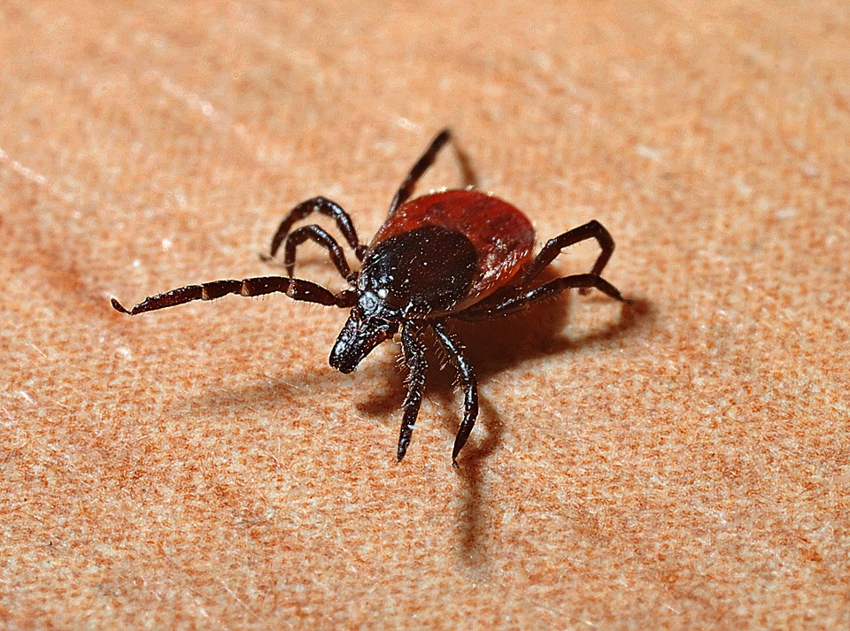Endangered New Jersey Lyme Disease Is Back in Season