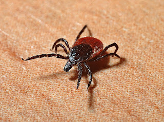Lyme Disease Red Ring Lyme Disease Red Ring