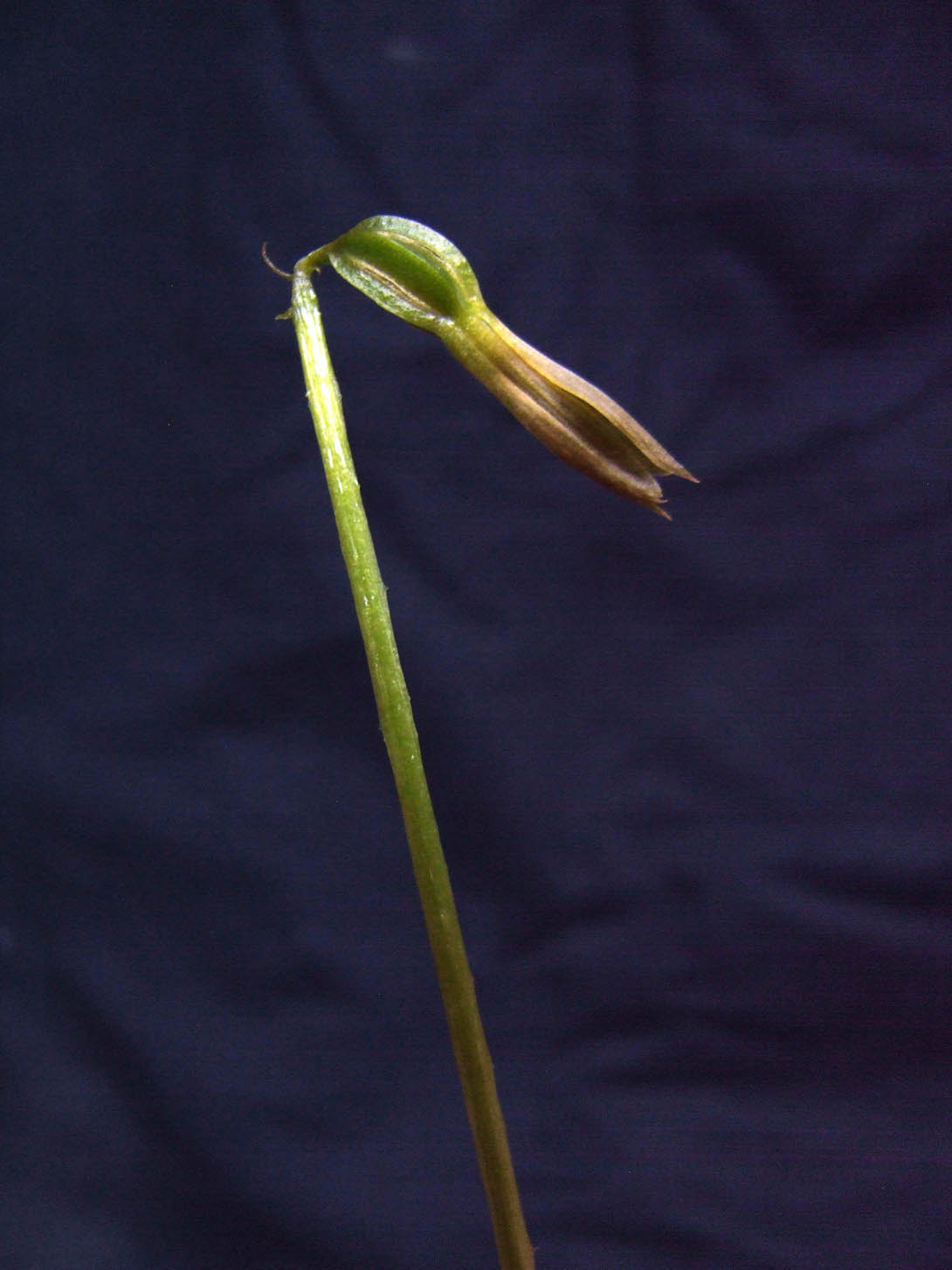 DSCF4696.JPG
