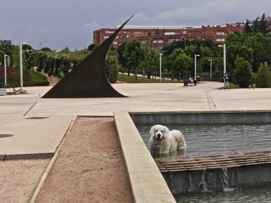 11 parques para ir con perros en Madrid