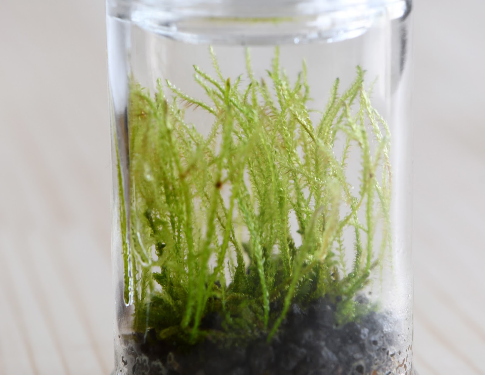 道草 Michikusa Blog 小さな苔の森 苔テラリウムの育て方 ひょろっと徒長しちゃったら