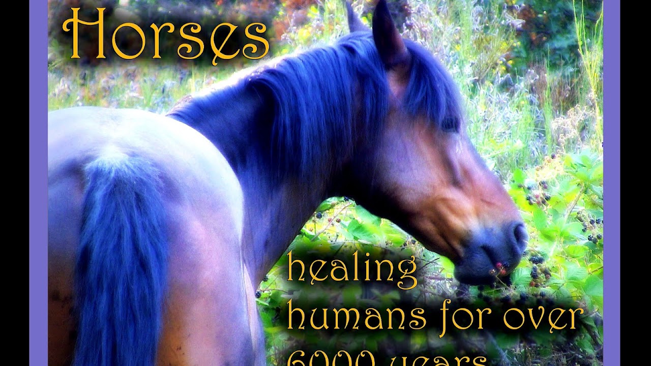Horses Healing Hearts Horse Choices
