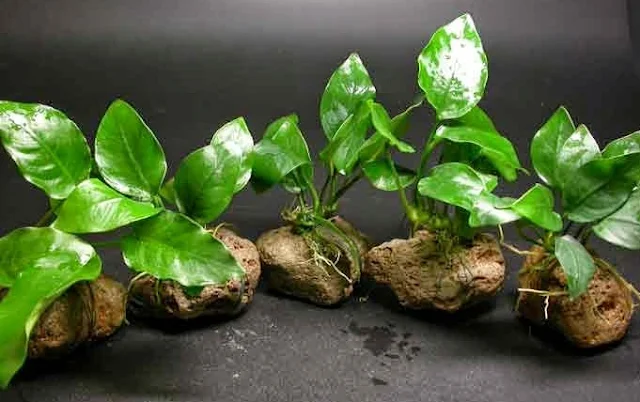 Anubias - Cara Membuat Aquascape