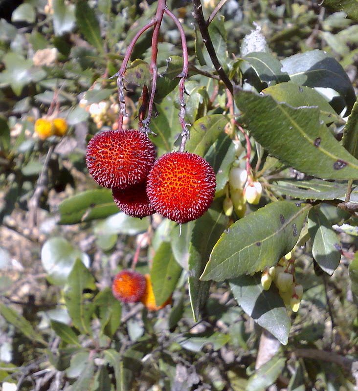 Árboles con alma: Madroño. Arboç. (Arbutus unedo)