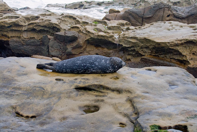 Harbor Seal on Childrens Pool Observation Walkway