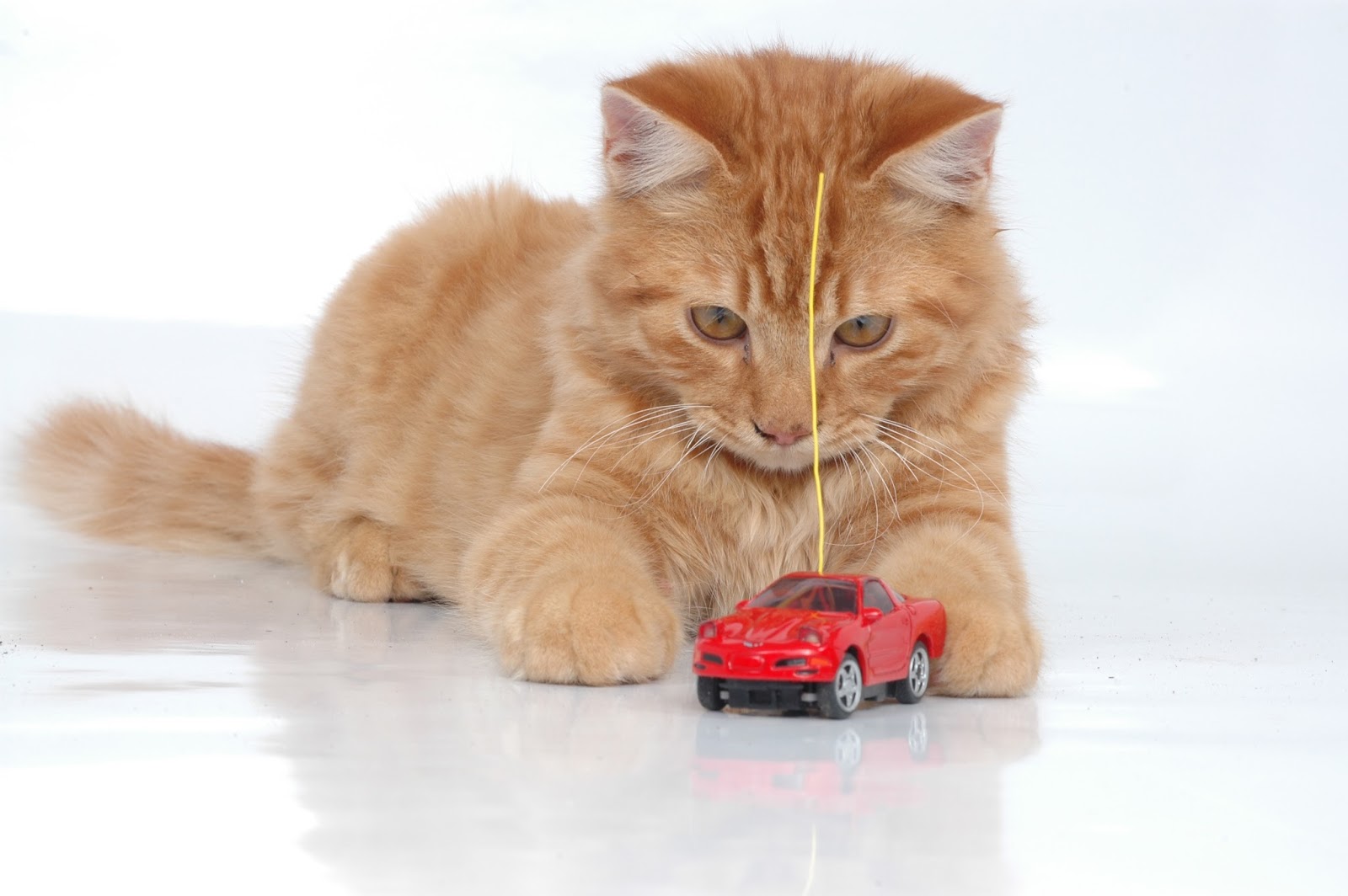 If They Could Talk An Active Cat is a Healthy Cat