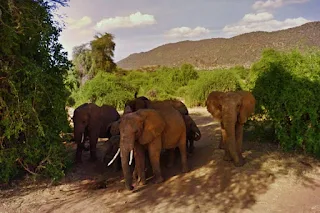 Cinnamon, Celery and cousins from the Spices family of elephants on Google street view maps of Kenya Samburu National Park