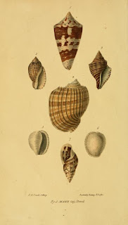 Shell illustration books   Read online or download