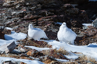 Perdiu blanca (Lagopus muta)