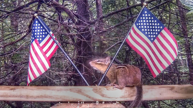 Chipmunks Fourth of July Picnic