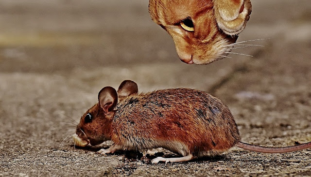 Cara Mengusir Tikus dan Curut Beserta Pencegahan Agar tidak Masuk Rumah