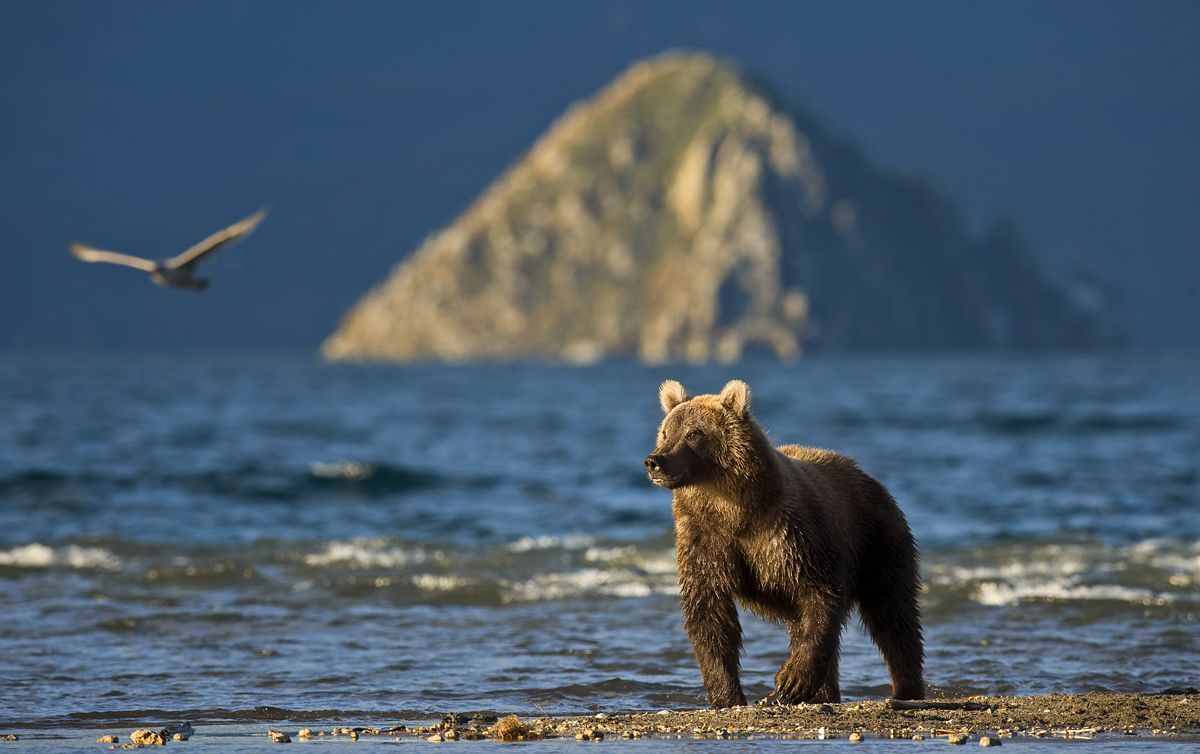 План камчатский бурый медведь. Камчатский бурый медведь. Бурый медведь Камчатки. Камчатский бурый. Командорские острова медведи.