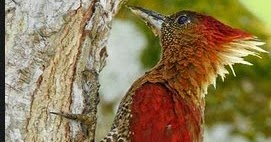 Gambar Jenis Jenis Burung Pelatuk Serta Namanya Kicau Mania