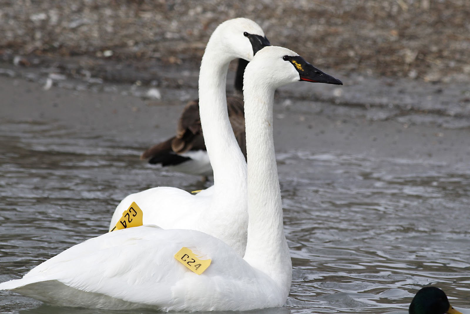 Nature Photos by Donna Mute and Trumpeter Swans