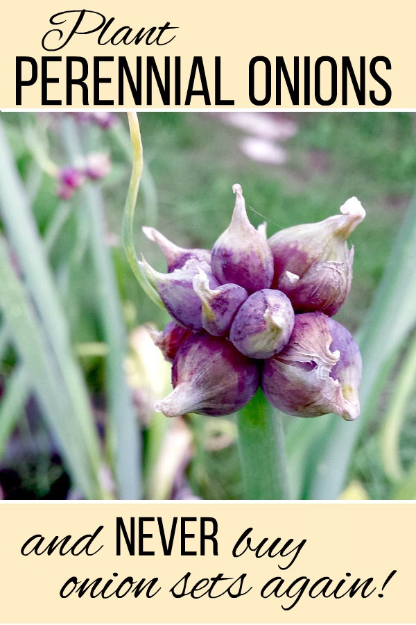 How to Grow Walking Onions Oak Hill Homestead