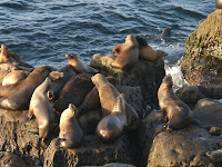 Visit Sea Creatures In Their Natural Habitats Visit Sea Creatures In Their Natural Habitats