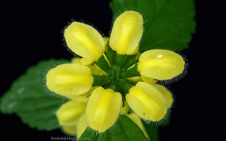 http://fotobabij.blogspot.com/2015/03/jasnota-gajowiec-lamium-galeobdolon.html