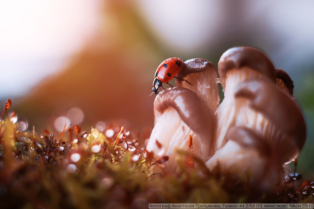 Гелиос-44 2/58