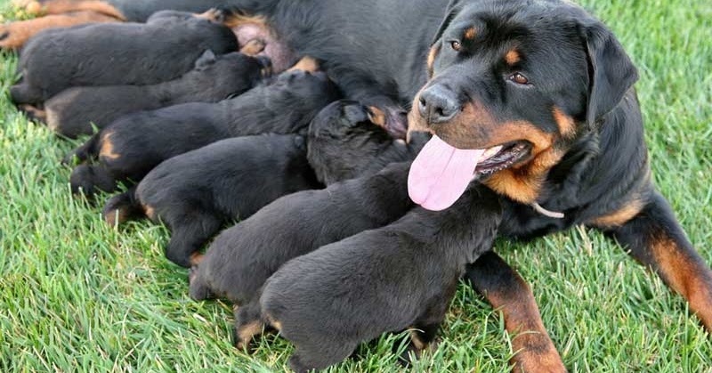 when can the father dog see his puppies