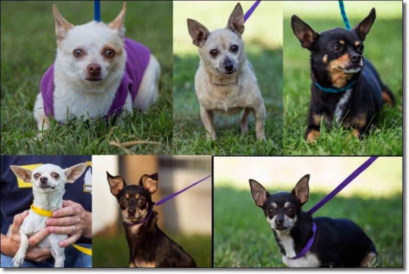The Pet Tree House Where Pets Are Family Too Atlantic Small Dog