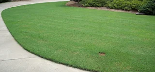 how to mowing bermuda grass