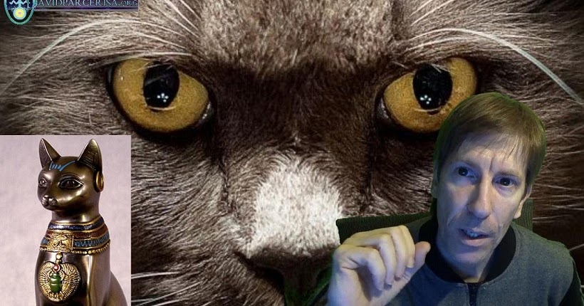 el 100/% de caridad Adoptar un gato de rescate pulseras de caridad Conjunto de 3 Rosa Negra Morada