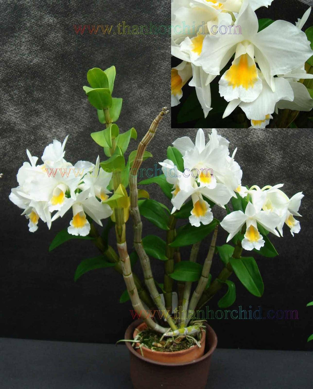 Danh Sách Tên Các Loài Hoa Lan Tại Việt Nam