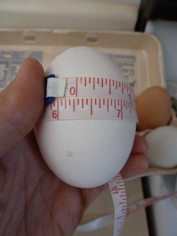The Enchanted Tree: The Ginormous Egg.
