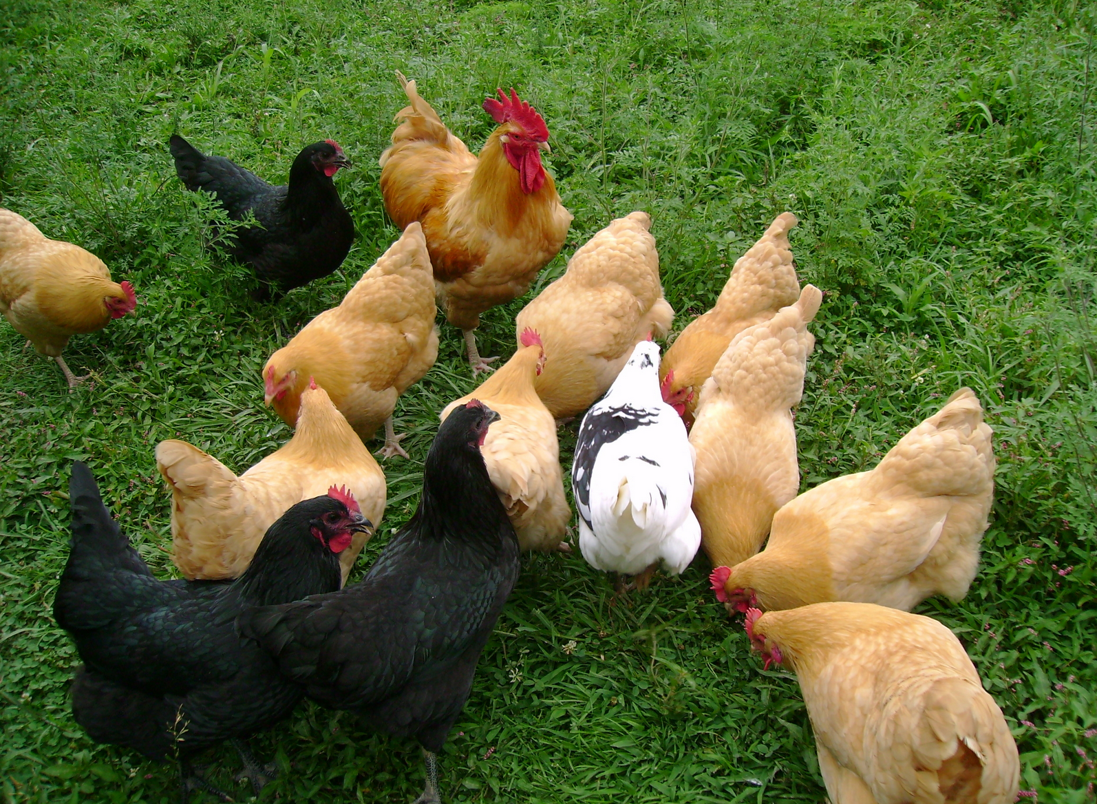 5 Best Laying Hens For Your Backyard From Home Wealth