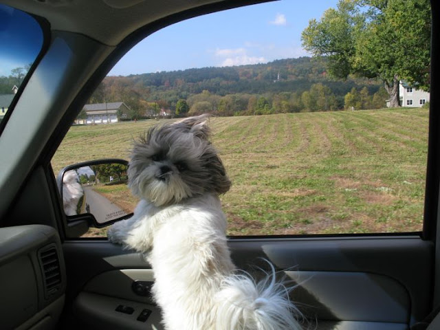 fotos de shih tzu