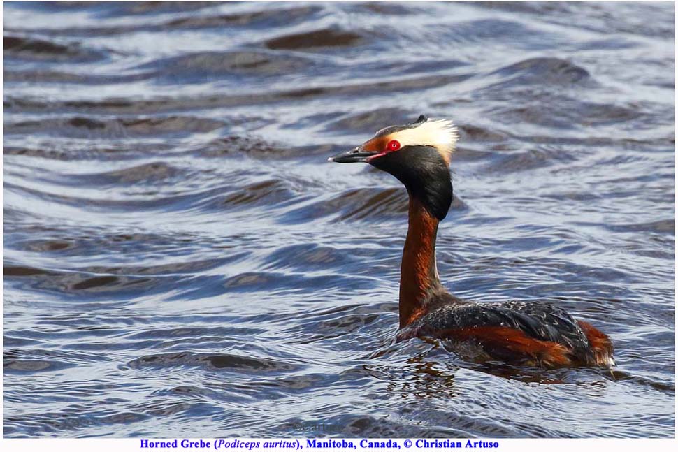 Christian Artuso Birds, Wildlife Three Manitoba birds added to