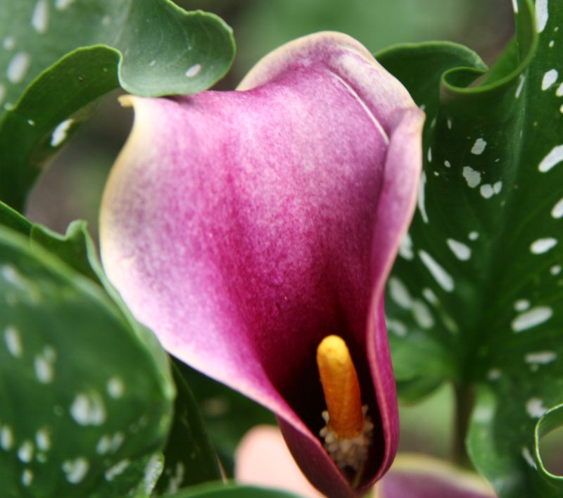 Gallery of Callas Lilies by Color: Purple Calla Lilies