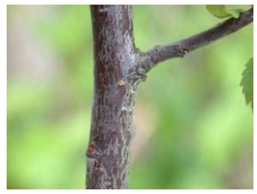 Kambium Batang Tumbuhan